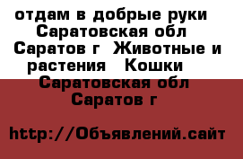 отдам в добрые руки - Саратовская обл., Саратов г. Животные и растения » Кошки   . Саратовская обл.,Саратов г.